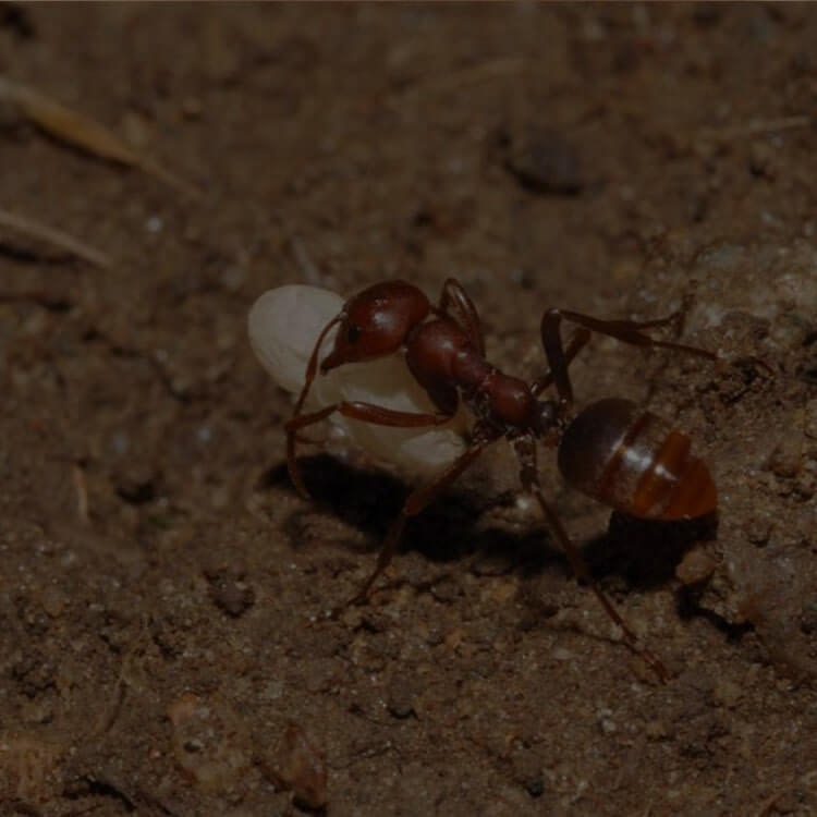 Уничтожение муравьёв